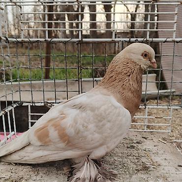 Другие с/х животные: Касмач +такла самец маладой играет не играет не знаю Подходит: - для — 4