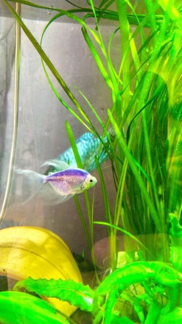 Balıqlar: Quppi, Sülhsevər — 3