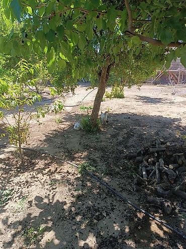 zabor: Torpaq sahesi satlr zire qesebesində yoldan 500 metr arali yola yaxn — 1