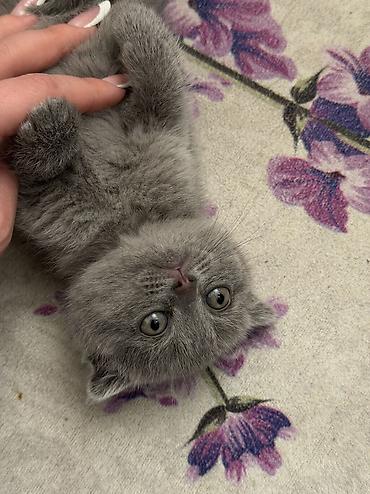 Кошки: Шотландская вислоухая, Самка, В добрые руки — 2