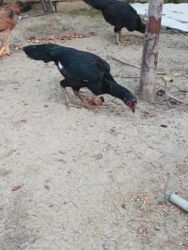 Xoruzlar: Cins: Uzunboyun yerli döyüş tipli toyuq-quş (xanxır/mix) Təsvir: - — 11