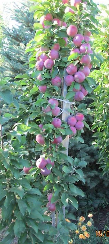 Груша: Плодовые деревья колоновидные яблонигруши персики at lalafo.kg — 2 Груша: Плодовые деревья колоновидные яблонигруши персики — 2