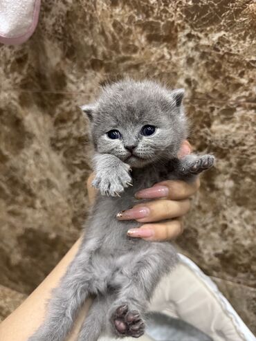 Pişiklər: Scottish cat, Male animal, Dişi, In good hands cat, Pulsuz çatdırılma, Ödənişli çatdırılma