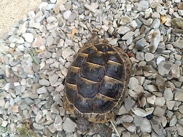 tısbağa satışı: UMUMI QIYMETDIR!!! Araliq deniz Tisbagalari 🇦🇿 Azərbaycan dili: 🐢 4 — 5