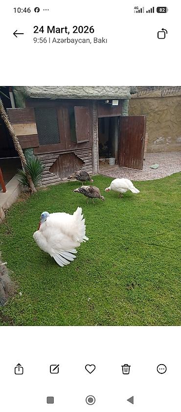 hinduşka: Dişi, Damazlıq — 3