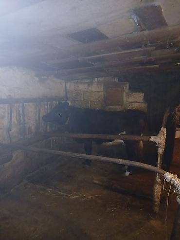 Inəklər, öküzlər: 1 ci qarına düyədi balalamağına bir aya on gün qalıb heyvan özü yaxşı -da lalafo.az — 9 Inəklər, öküzlər: 1 ci qarına düyədi balalamağına bir aya on gün qalıb heyvan özü yaxşı — 9