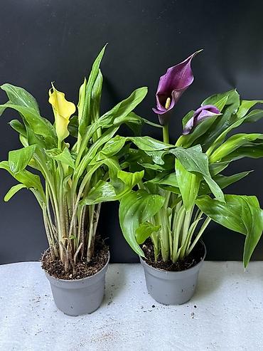 Антуриумы: Антуриум (Anthurium andreanum) в горшке - Компактное комнатное — 7