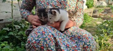 животные кошка: Кошка даром: Беспородная, Девочка at lalafo.kg животные кошка: Кошка даром: Беспородная, Девочка