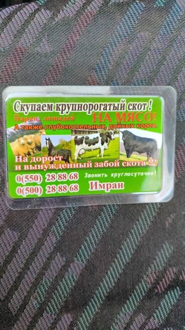 продаю музоо торпок корова самка бык самец айрширская ангус алатауская на забой для разведения на откорм племенные нетель привязанные: Скупка коров быки тёлки и в нужный звоните