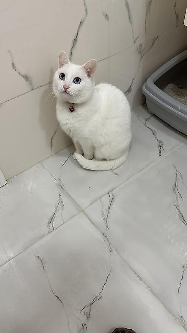 Кошки: Yumşaq tüklü, iri gözlü balaca pişik balaları. Rənglər: krem-ağ və — 5