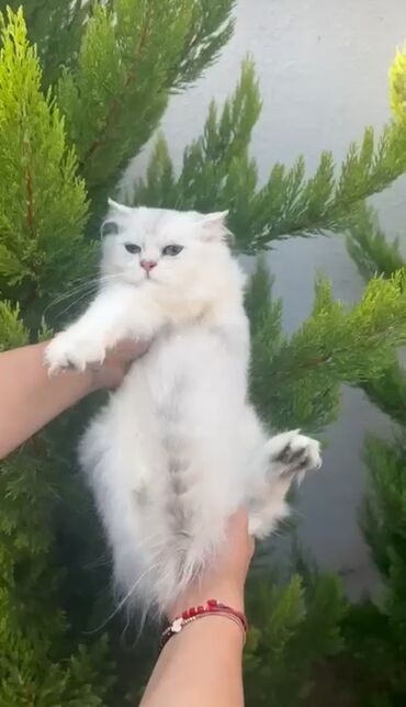 объявление котята в добрые руки: Шиншилла