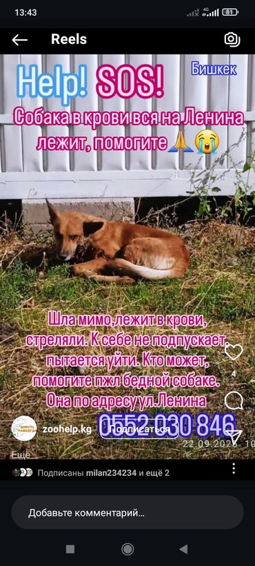 корм собак: Собака даром: Алабай, 6 месяцев, Самец