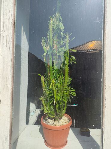 семена календулы: Эуфорбия треугольная (Euphorbia trigona), крупные комнатные суккуленты