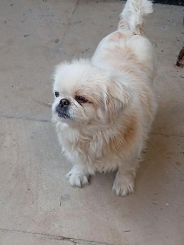 İtlər: Pekines — 8