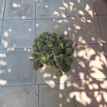 купить кактус: Çoxgövdəli saksı kaktusu – Echinopsis (ağ çiçəkli növlərdən) - Bitki — 3