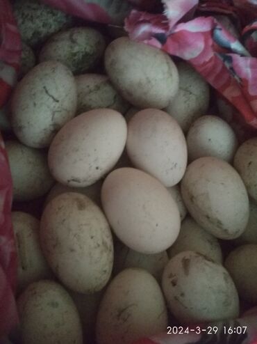 птица щегол: Продаю гусиные яйца