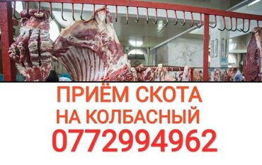 Куплю коров лошадей телок в КОЛБАСНЫЙ ЦЕХ