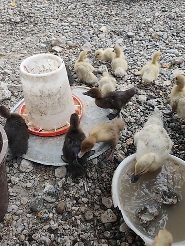 ördək balası və cücə: Mövzu: Ördək balaları – müxtəlif rənglərdə, sağlam və çevik Təsvir: - — 1