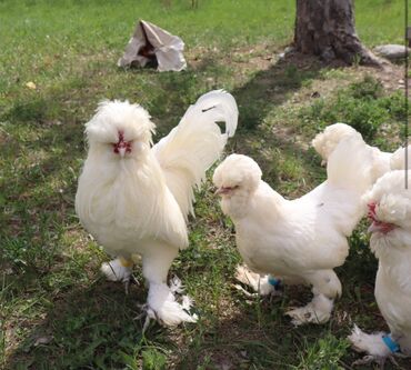 С/х животные и товары: Курица, Для разведения, Самовывоз