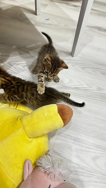 Продажа кошек: Домашние котята. Отец - бенгал. Мама - абессинка. - Возраст: 1,5 — 6