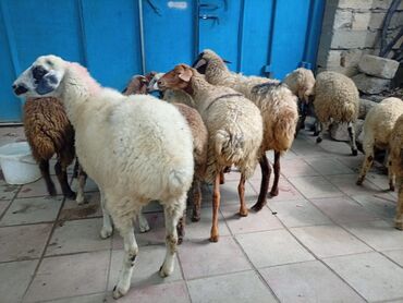 Quzu: Qoyun sürüsü – müxtəlif yaşda və rəngdə heyvanlar - Şəkillərdə