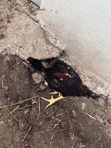 Xoruzlar: Xoruz, il: <1 — 8