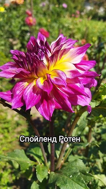 красный бантик: Георгины сортовые – коллекция ярких махровых и полумахровых — 4