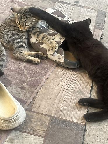 Продажа кошек: 🏡 КОТЯТА ИЩУТ ДОМ! 🐾❤️ Два замечательных малыша — чёрный котик и — 4