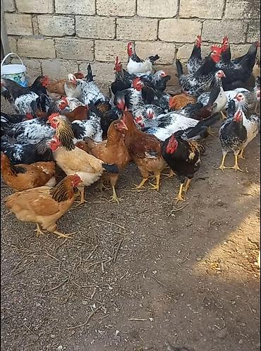 gəncə toyuq satan: Təcili bina evinə köçürük deyə satilir. Toyuq xoruz qarışıq biri 5.50 — 4