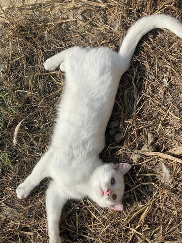 Pişiklər: Türk anqora -da lalafo.az — 2 Pişiklər: Türk anqora — 2