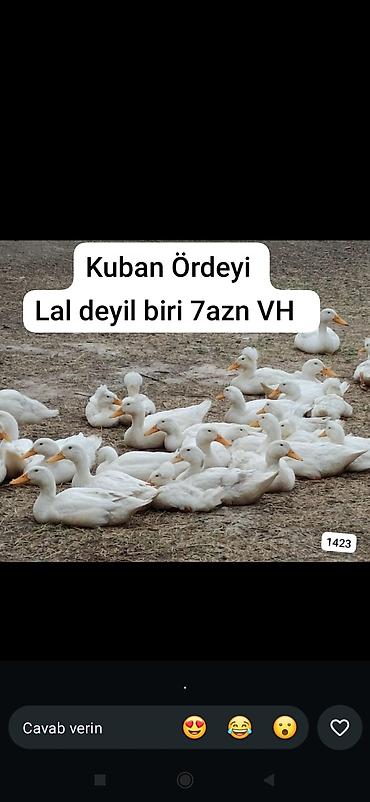 kuban ordəyi: Kuban ördəyi – ət və yumurta istehsalı üçün əlverişli ağ rəngli, iri — 1
