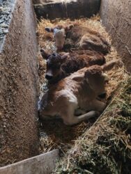 теленки или телята купить: Сатам | Музоо | Бордоп семиртүү үчүн