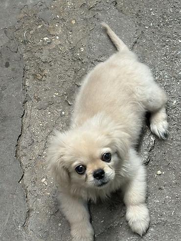 Pekines, 4 ay, Erkək lalafo.az -da Pekines, 4 ay, Erkək