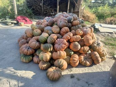 мебель на заказ в бишкеке: Ромашка Ашкабак 20 сом доставка бар канча десенер бар