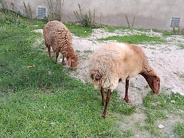 keci bazari: Dişi, Qala, il: 2, 60 kq, Damazlıq, Ünvandan götürmə — 1