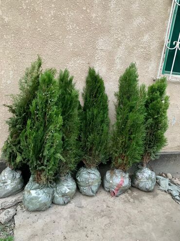 можжевельник цена в бишкеке: Көчөттөр дарактардын: Туялар