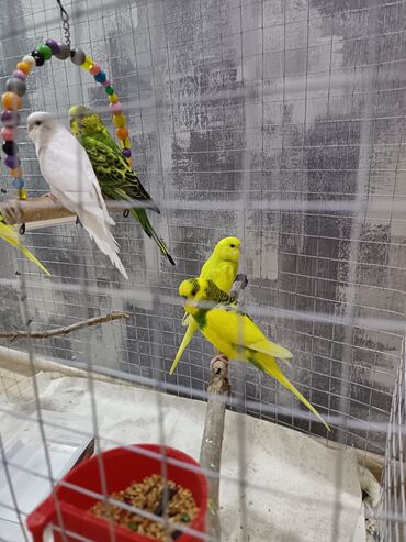 Tutuquşları: 1 ədəd - 20 manat Sevgi və qayğı göstərə biləcək insanlara dalğalı — 8