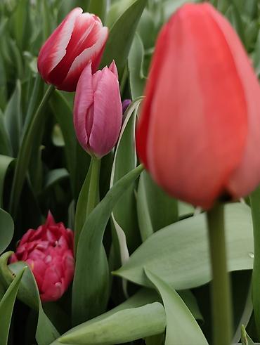 Букеты из живых цветов: ТЮЛЬПАНЫ СРЕЗАННЫЕ, МИКС СОРТОВ И ОКРАСОК - Классические бокаловидные at lalafo.kg — 2 Букеты из живых цветов: ТЮЛЬПАНЫ СРЕЗАННЫЕ, МИКС СОРТОВ И ОКРАСОК - Классические бокаловидные — 2