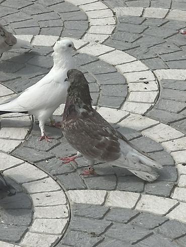 quşlar göyərçin: Damğalı göyərçinlər – dekorativ və uçuş üçün - Rənglər: ağ, qara-ağ — 9