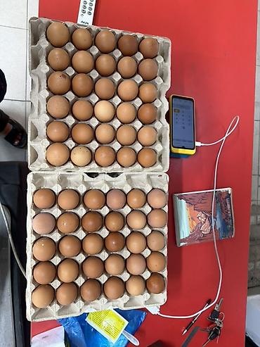 яйца кеклика: Куриные яйца пищевые, категория C1 - Тип: куриные яйца пищевые по — 2