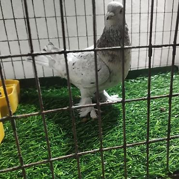 Другие с/х животные: Породистые декоративные голуби. Описание: - Порода — 18