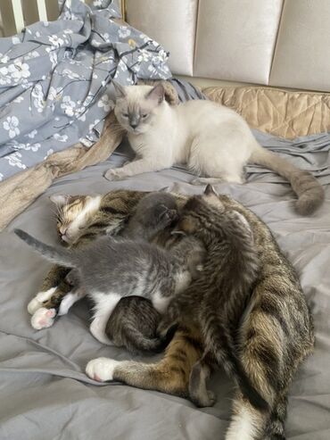 pişiylər: Ana benqal britan qarisiq ata ise british shorthair color point blue