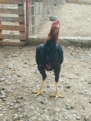 Xoruzlar: Aseel tipli uzunayaqlı cücərti/ceylək xoruz - Uzun və güclü sarı — 9