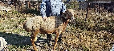 продаю тюк: Продаю | Баран (самец) | Эдильбаевская | Для разведения | Осеменитель — 7