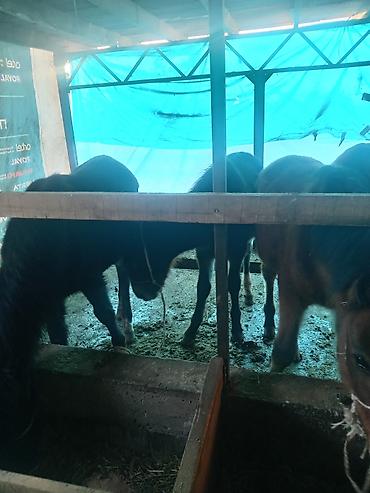 Лошади, кони: Продаю | Жеребенок | Для разведения — 9