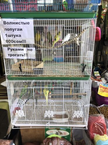 купить рабочую охотничью собаку: Попугай Волнистый 800 сомов