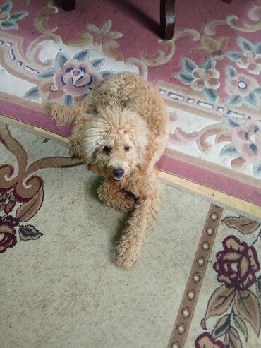 tuklu pişiklər: Miniatür pudel tipli it - Cins: kiçik ölçülü, qıvrım yunu ilə seçilən