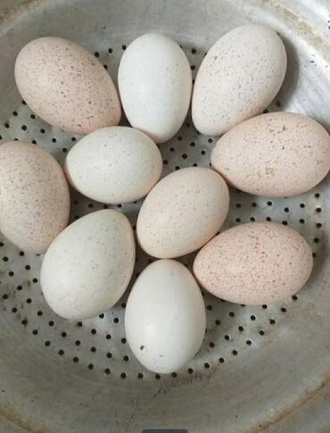 brama yumurta: Hinduşka yumurtası.mayalı kanada növü.ünvan.Binəqədi kəndi