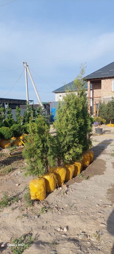 Декоративные деревья: Саженцы деревьев: Туи, Платная доставка at lalafo.kg — 2 Декоративные деревья: Саженцы деревьев: Туи, Платная доставка — 2