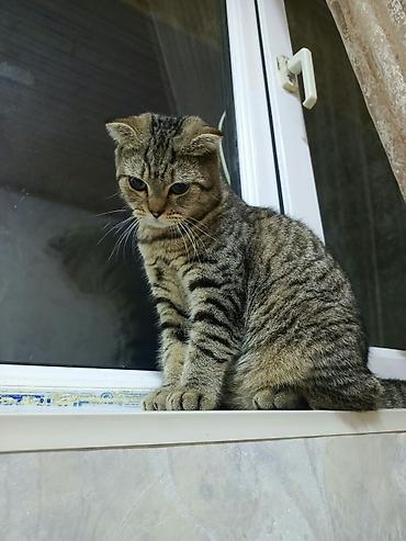 pişik otu: Şotland — 2